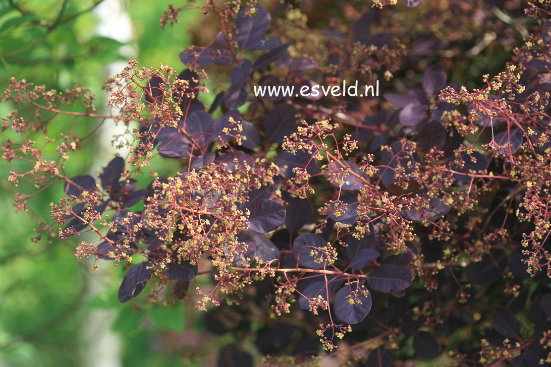 Cotinus coggygria 'Red Beauty'