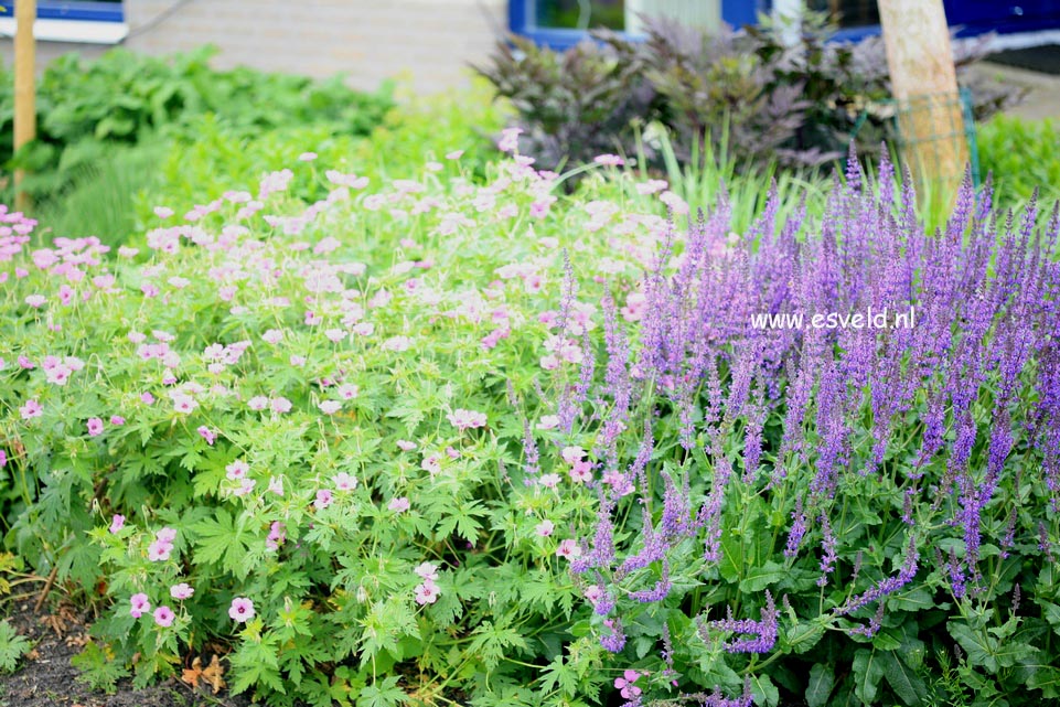 Nepeta 'Six Hills Giant'