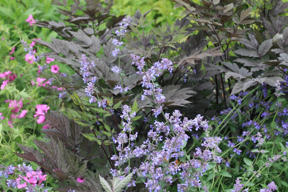 Nepeta 'Six Hills Giant'