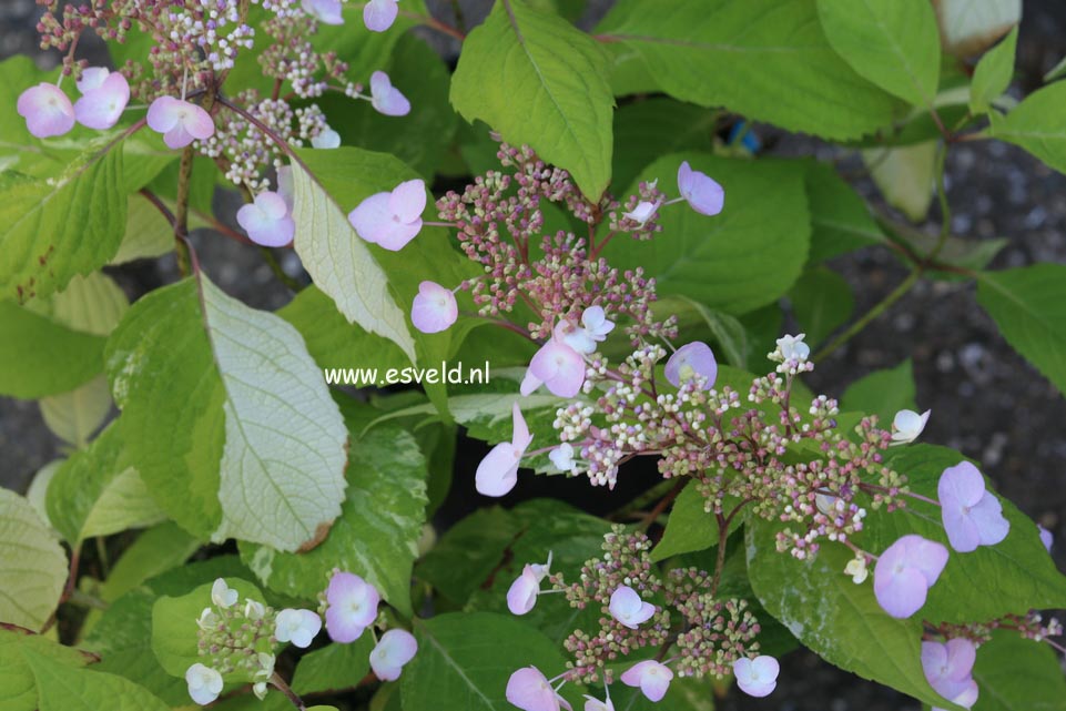 Hydrangea serrata 'Matsu hime nishiki'