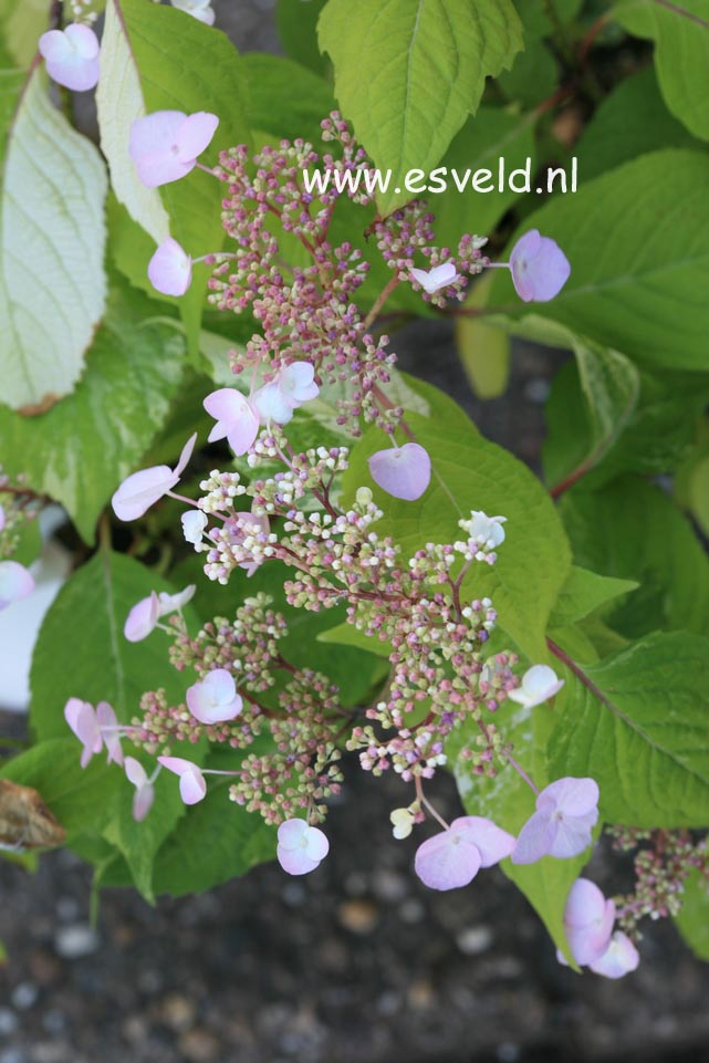 Hydrangea serrata 'Matsu hime nishiki'