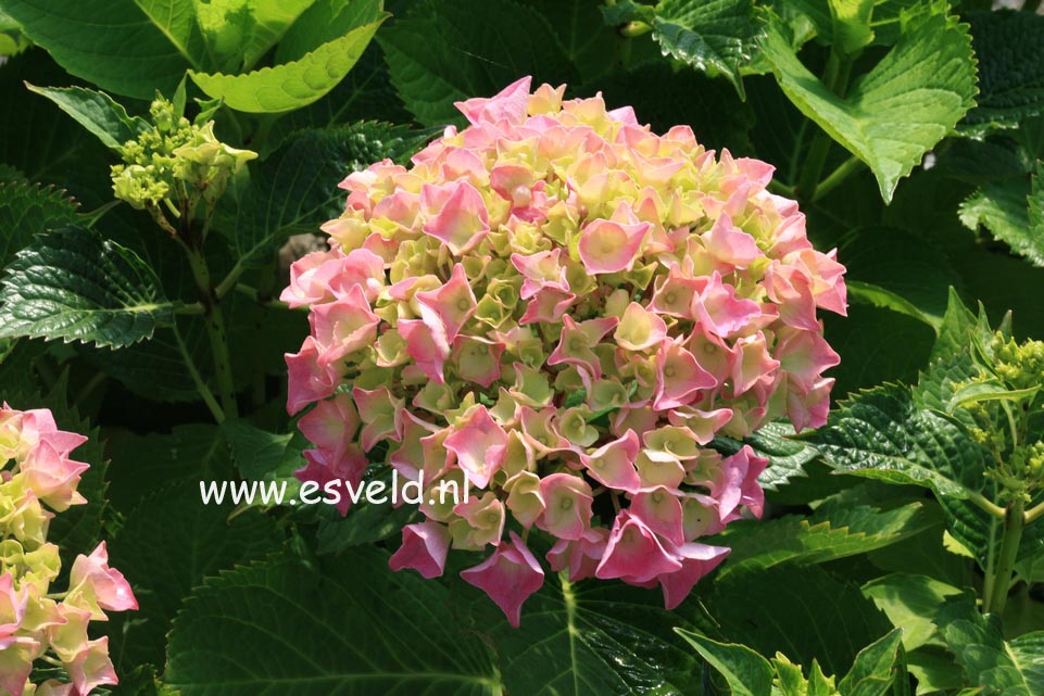 Hydrangea macrophylla 'Yola'