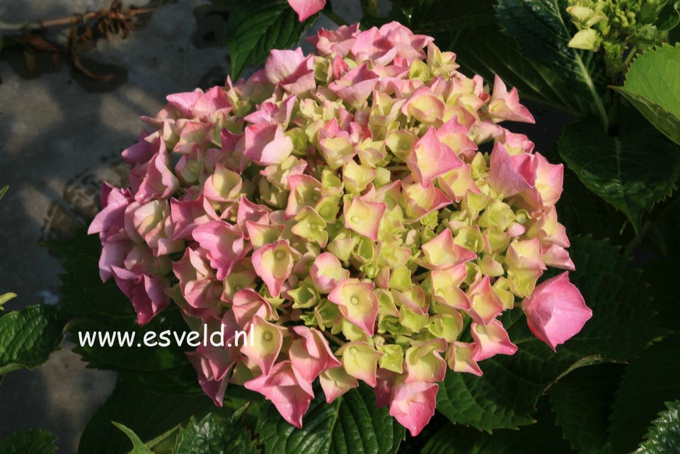 Hydrangea macrophylla 'Yola'