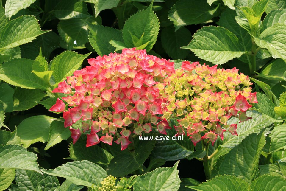 Hydrangea macrophylla 'Leuchtfeuer'