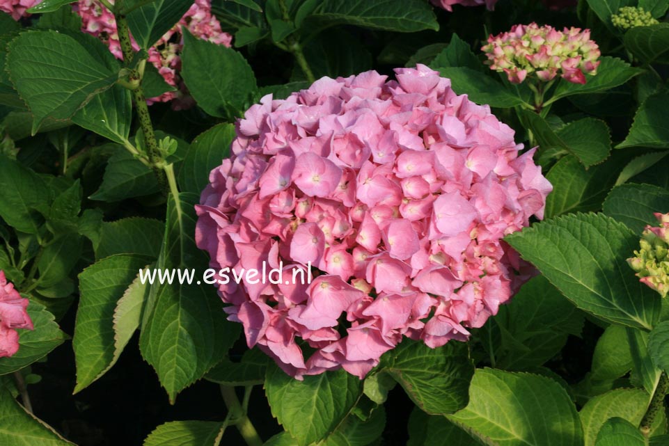 Hydrangea macrophylla 'Renate Steiniger'