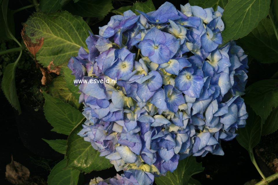 Hydrangea macrophylla 'Lemmenhof'