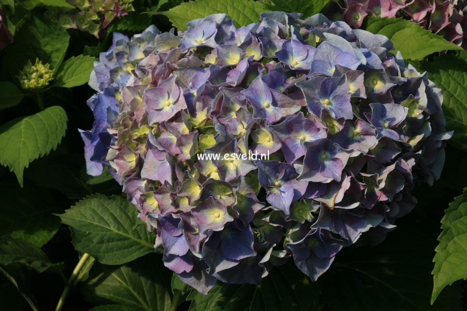 Hydrangea macrophylla 'Lemmenhof'