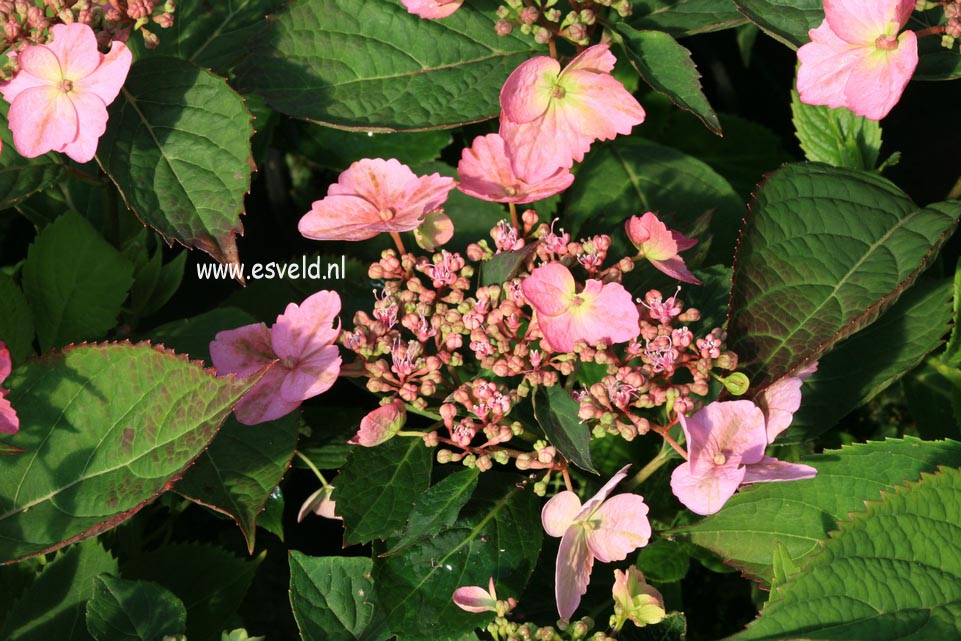 Hydrangea serrata 'Spreading Beauty'