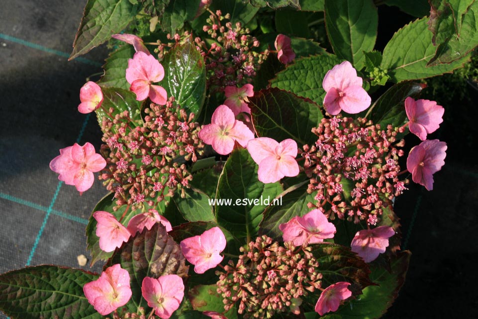 Hydrangea serrata 'Spreading Beauty'