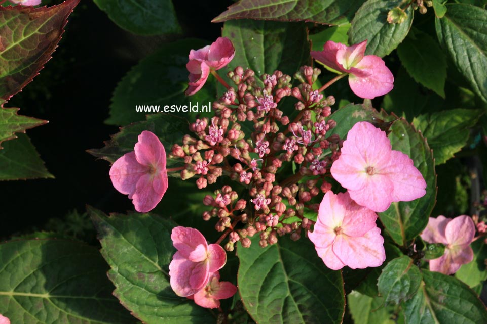 Hydrangea serrata 'Spreading Beauty'