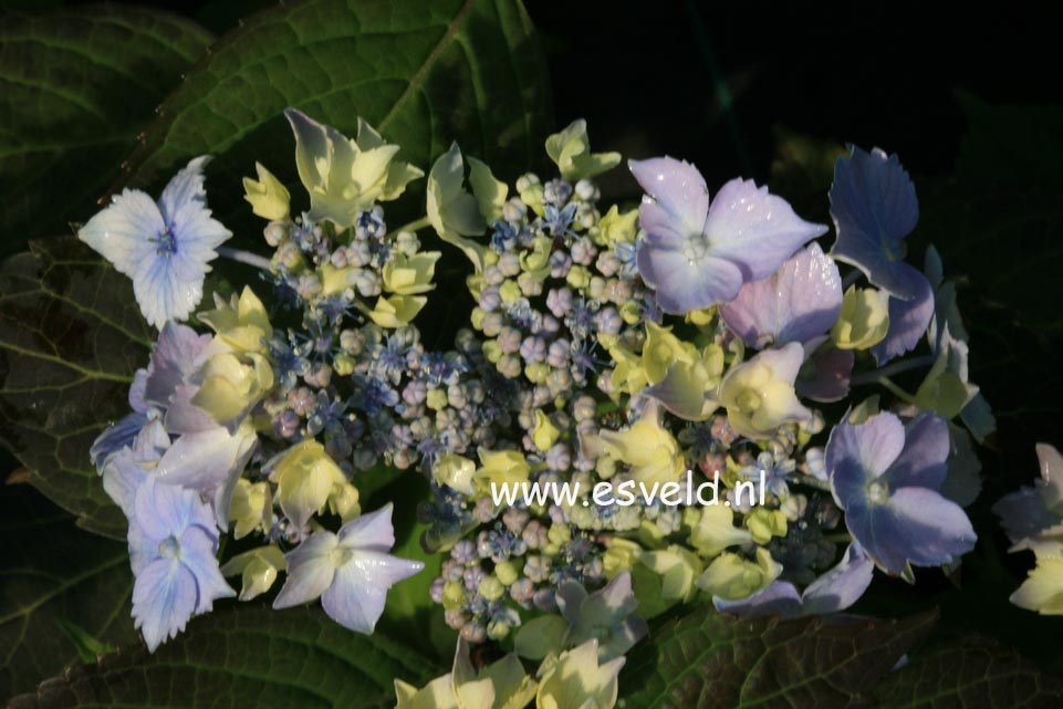 Hydrangea serrata 'Blue Deckle'