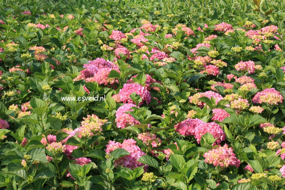 Hydrangea macrophylla 'Freudenstein'