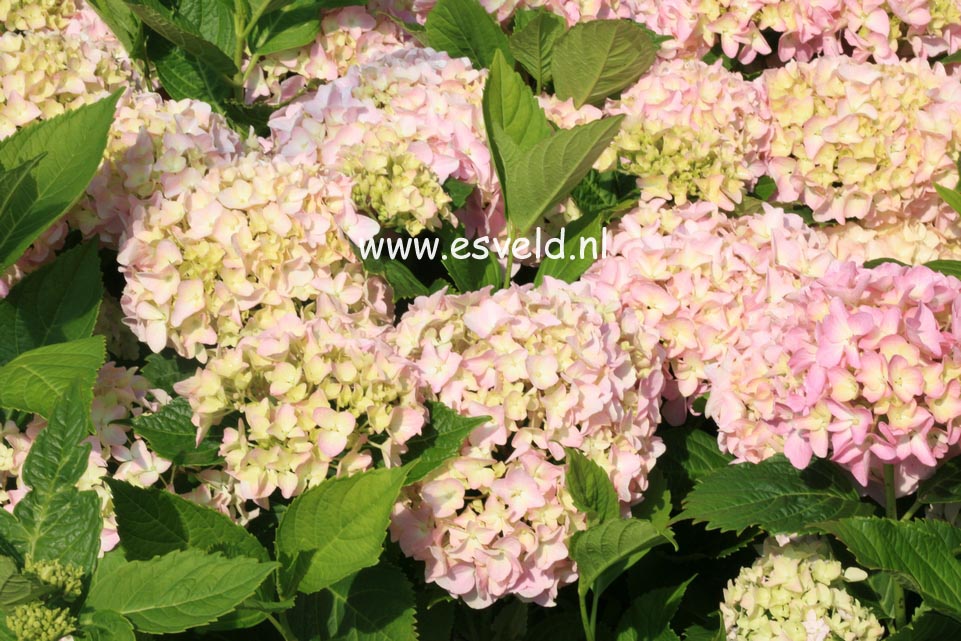 Hydrangea macrophylla 'St. Mont Jean'