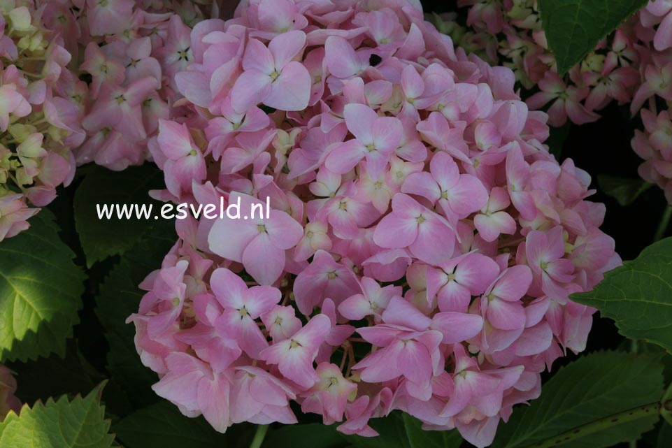 Hydrangea macrophylla 'St. Mont Jean'