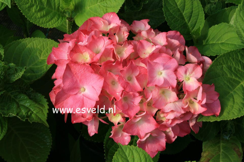 Hydrangea macrophylla 'Rosita'