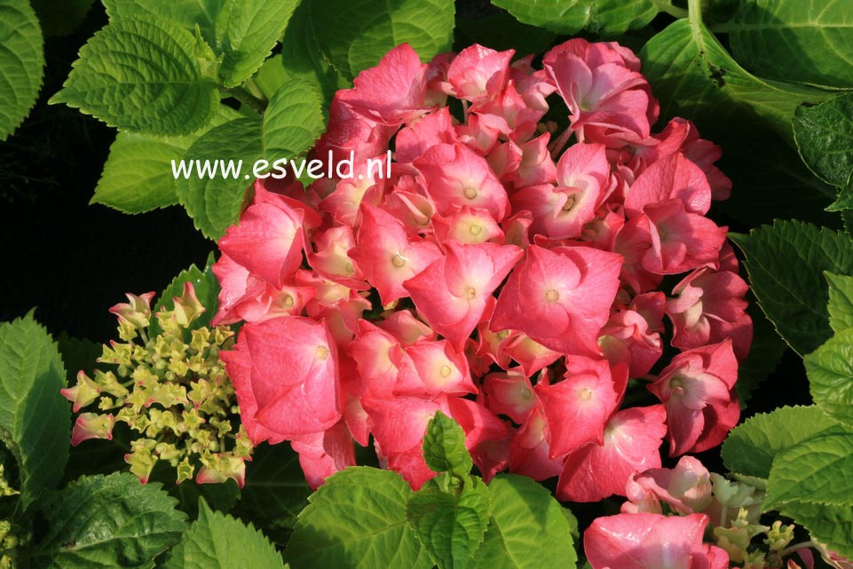 Hydrangea macrophylla 'Rosita'