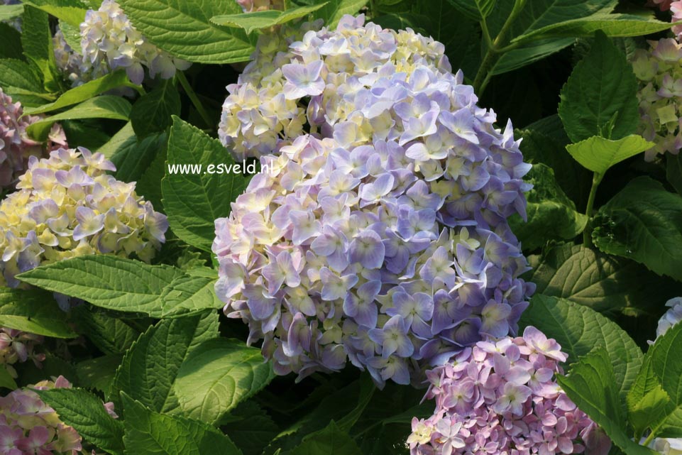 Hydrangea macrophylla 'La France'