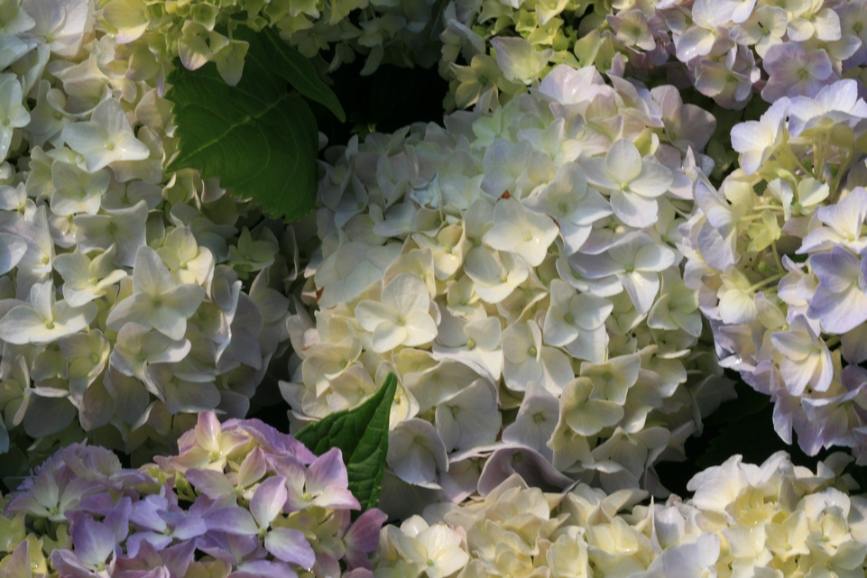 Hydrangea macrophylla 'La France'