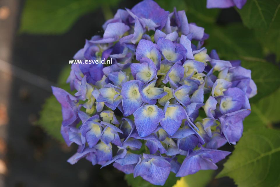 Hydrangea macrophylla 'Lemmenhof'