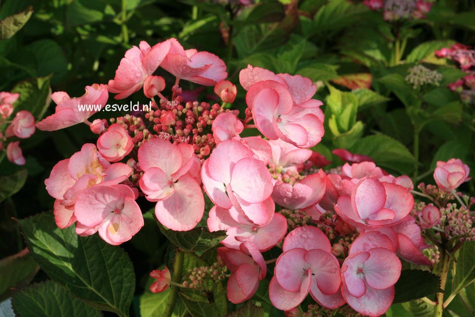 Hydrangea macrophylla 'Sheila'