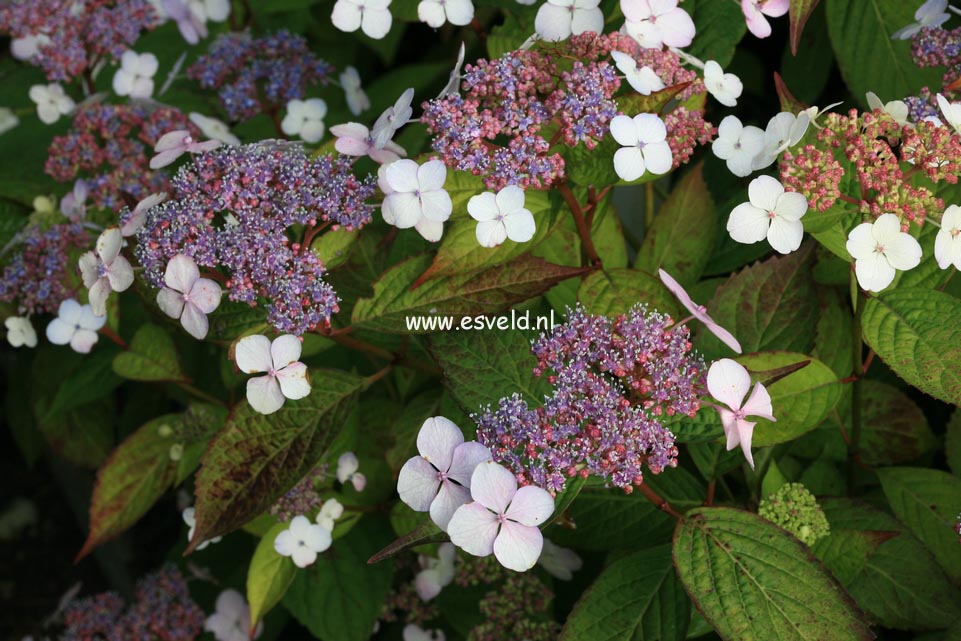 Hydrangea serrata 'Forget Me Not'