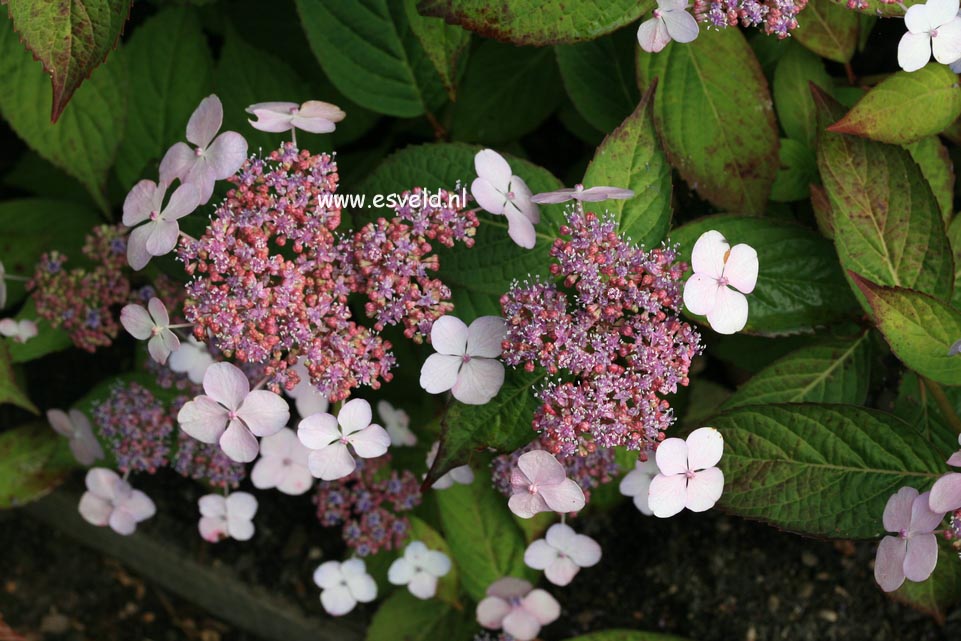 Hydrangea serrata 'Forget Me Not'