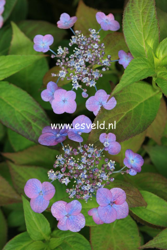 Hydrangea serrata 'O-niji'