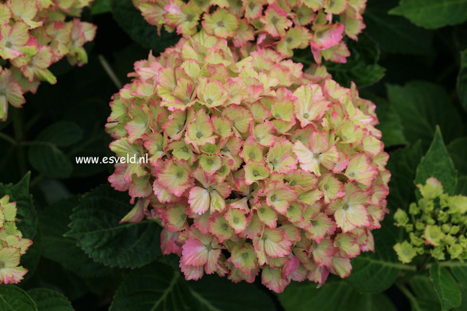 Hydrangea macrophylla 'Fantasia' (FOREVER & EVER)