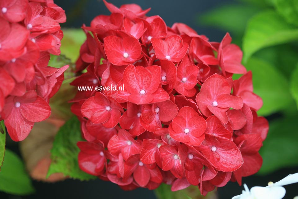 Hydrangea macrophylla 'Matisse'