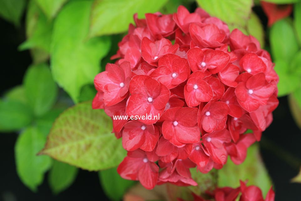 Hydrangea macrophylla 'Matisse'