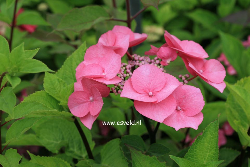 Hydrangea macrophylla 'Zorro'