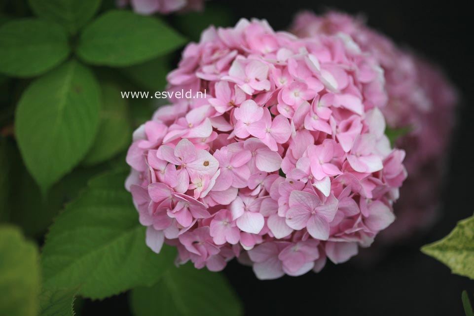 Hydrangea macrophylla 'Blue Bonnet'