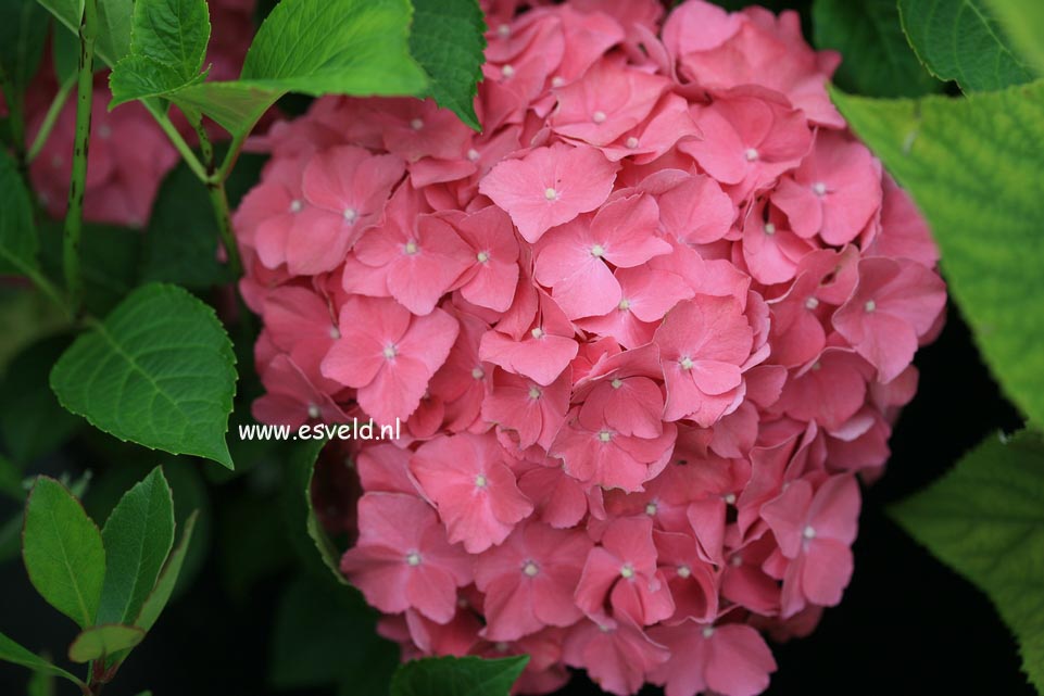 Hydrangea macrophylla 'Miss Belgium'