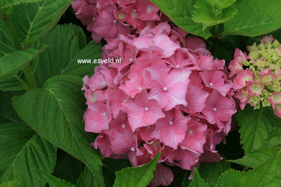 Hydrangea macrophylla 'Miss Hepburn'