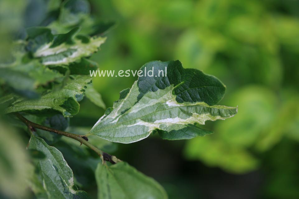 Parrotia persica 'Persian Lace'