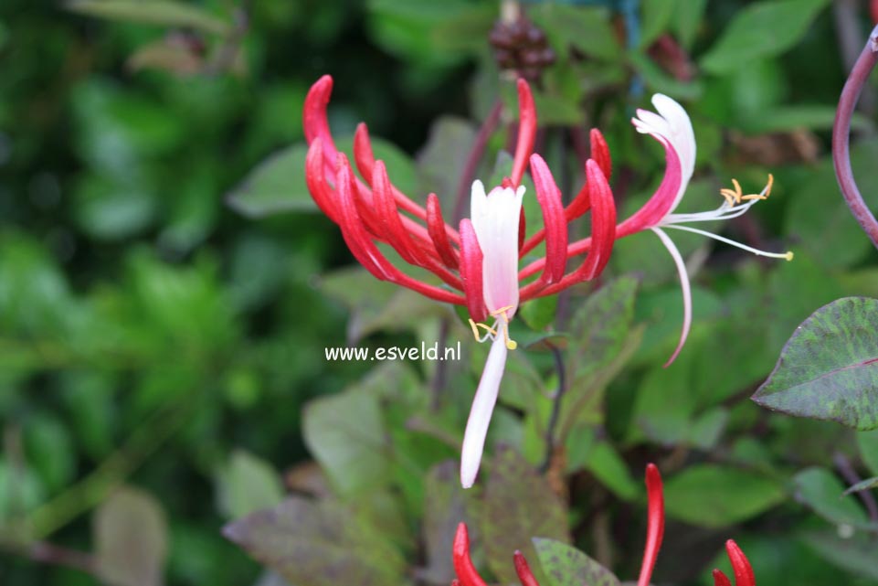 Lonicera periclymenum 'Serotina'