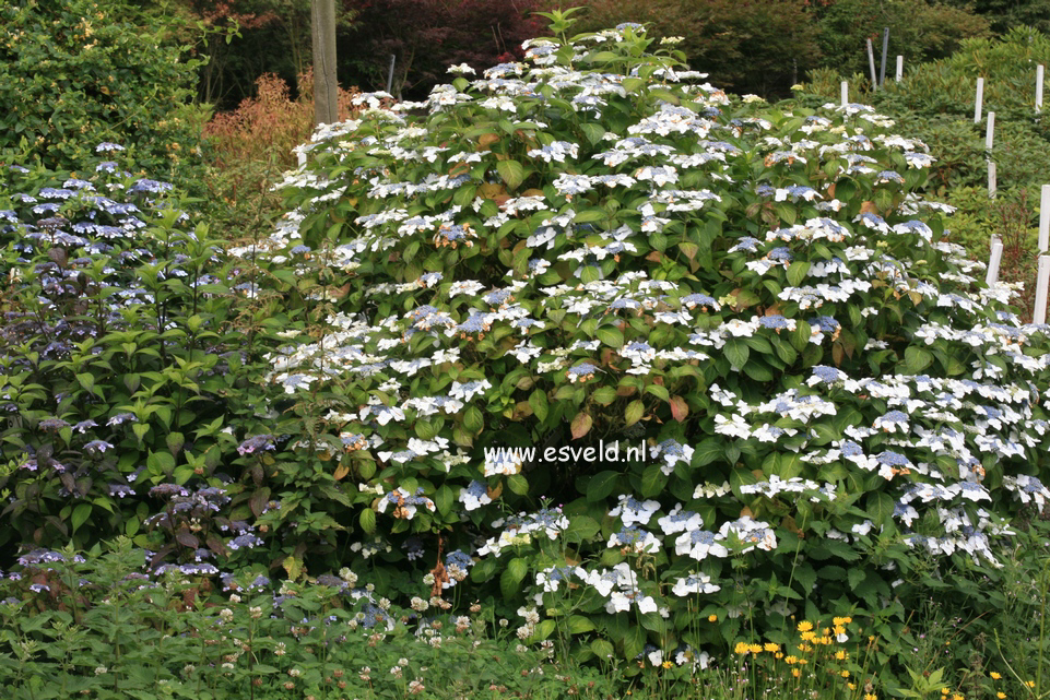 Hydrangea macrophylla 'Bleu Bleu Vasterival'