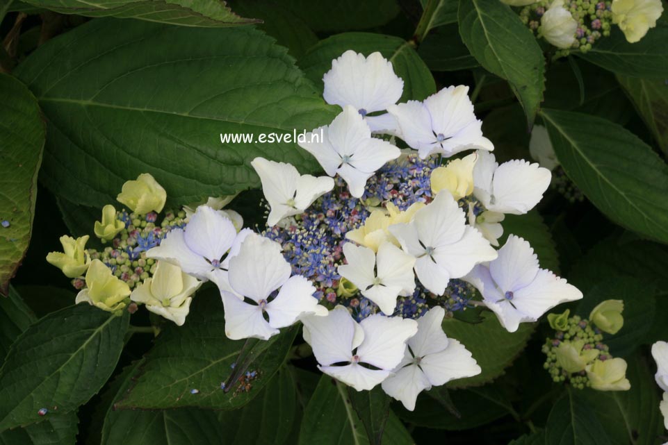 Hydrangea macrophylla 'Green Tonic'