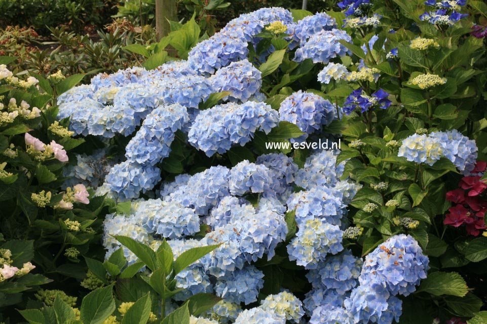 Hydrangea macrophylla 'Frillibeth'