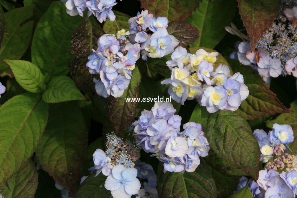 Hydrangea serrata 'Yae no amache'