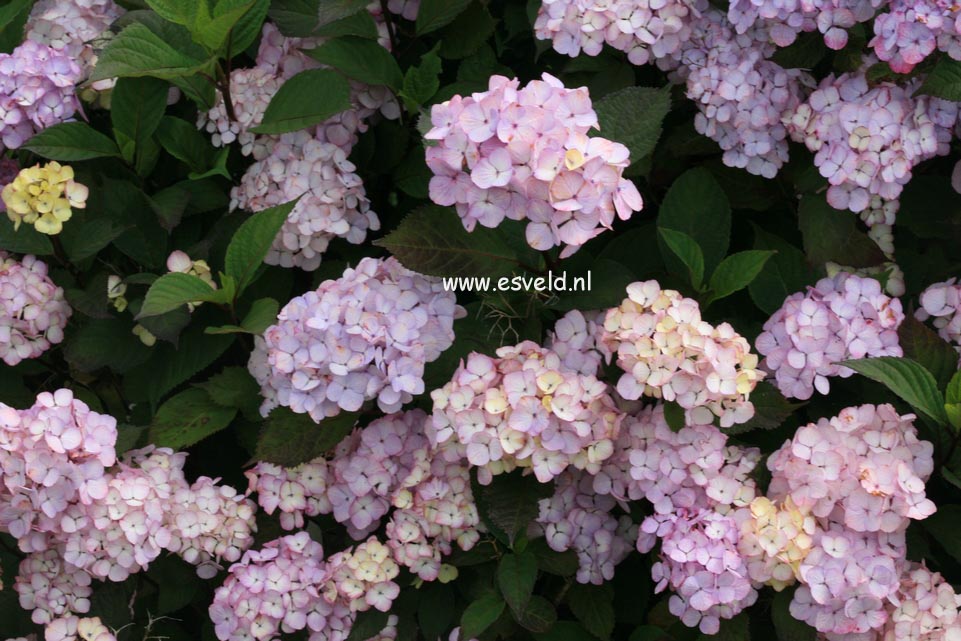 Hydrangea serrata 'Preziosa'