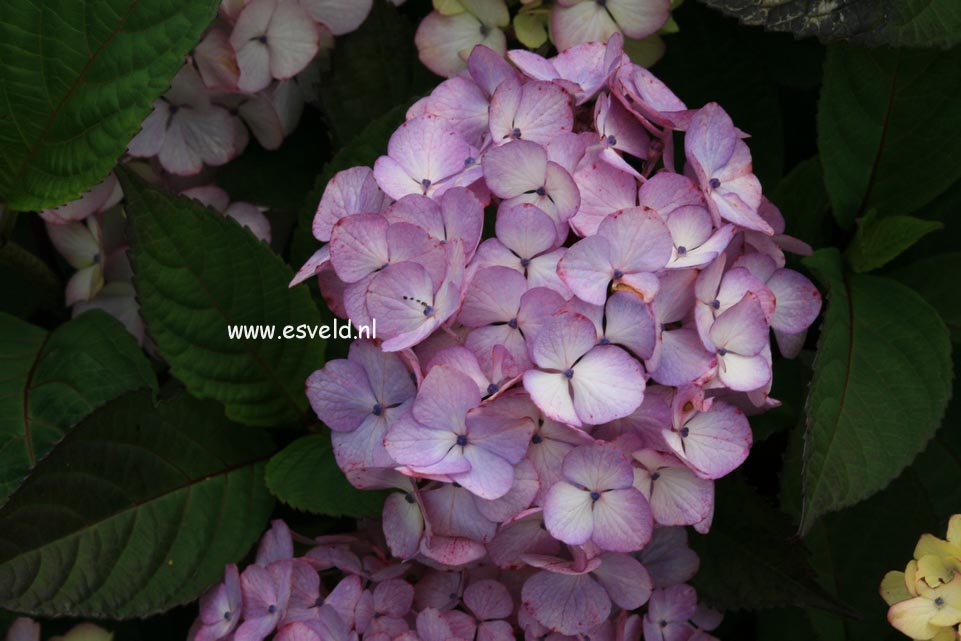 Hydrangea serrata 'Preziosa'