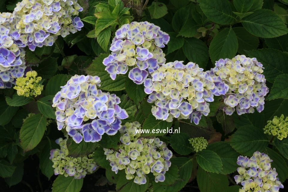 Hydrangea macrophylla 'Frau Yoshimi' (LADY YOSHIMI)