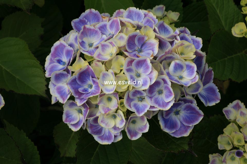 Hydrangea macrophylla 'Frau Yoshimi' (LADY YOSHIMI)