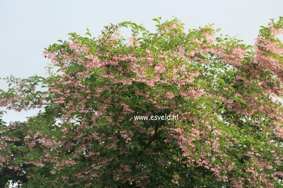 Styrax japonicus 'Pink Chimes'