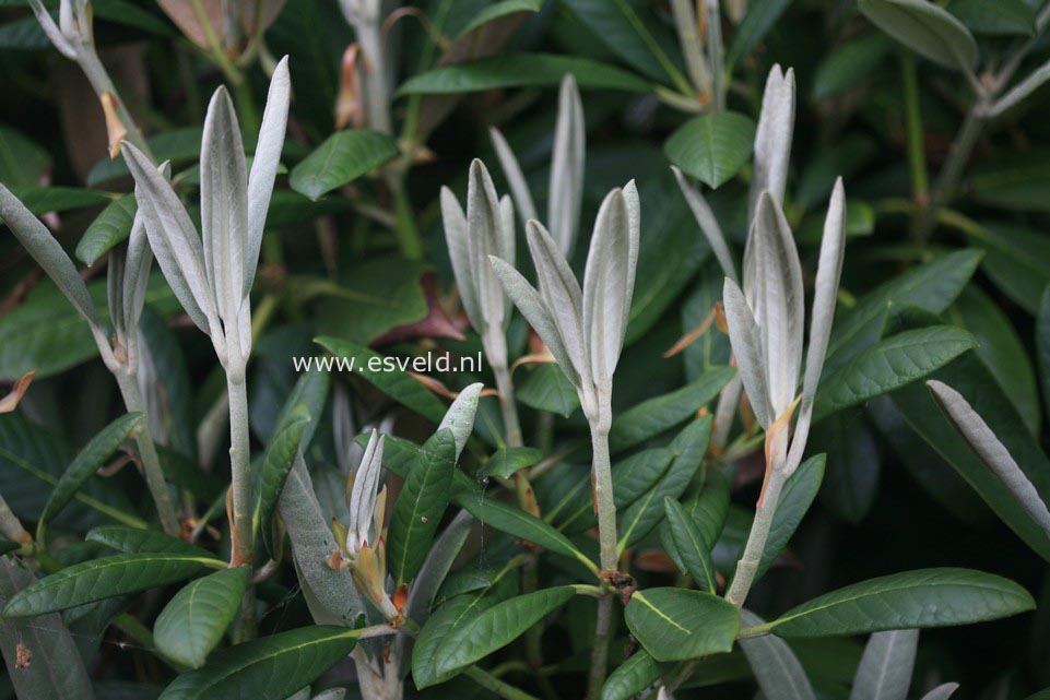 Rhododendron 'Great Dane'