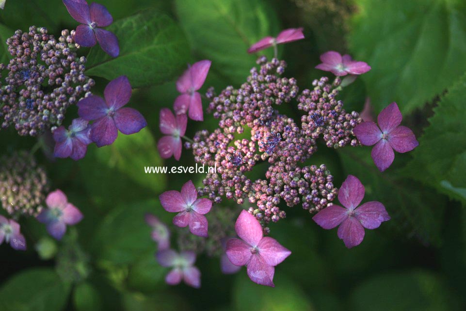 Hydrangea serrata 'Kuro hime'