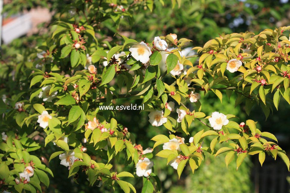 Stewartia gemmata