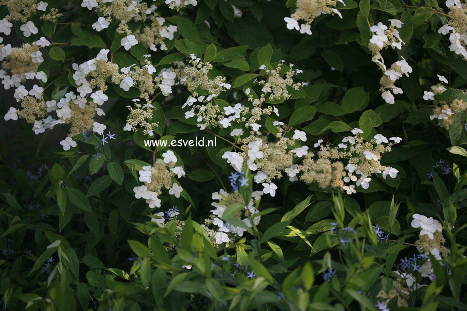 Hydrangea heteromalla 'Morrey's Form'