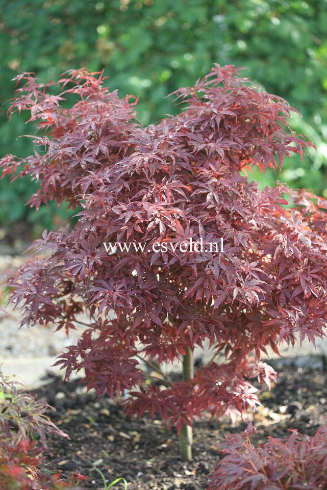 Acer palmatum 'Skeeter's Broom'